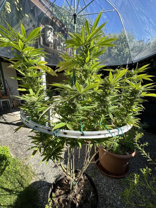 Humble Garden 25. Week 24 - 20.9.25 PK