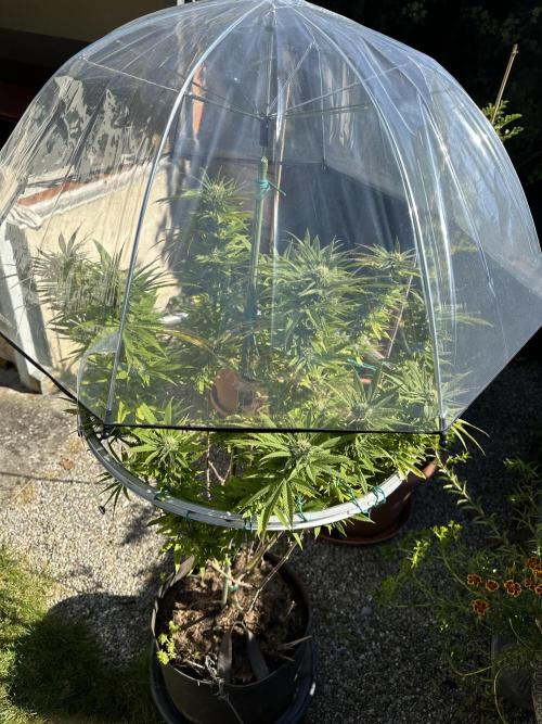 Humble Garden 25. Week 24 - 20.9.25 PK