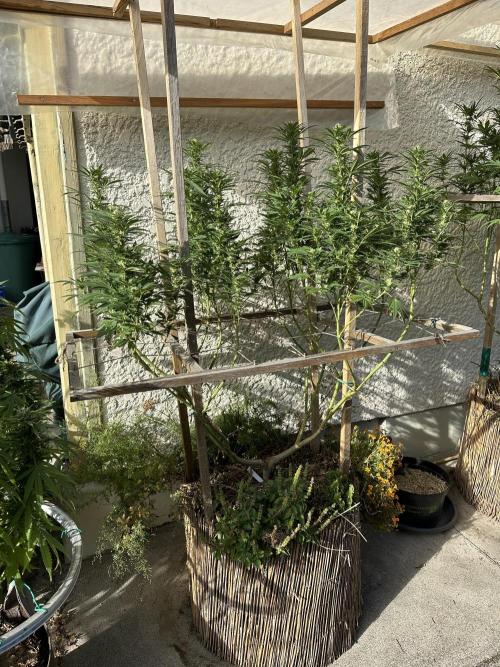 Humble Garden 25. Week 24 - 20.9.25 BG 41