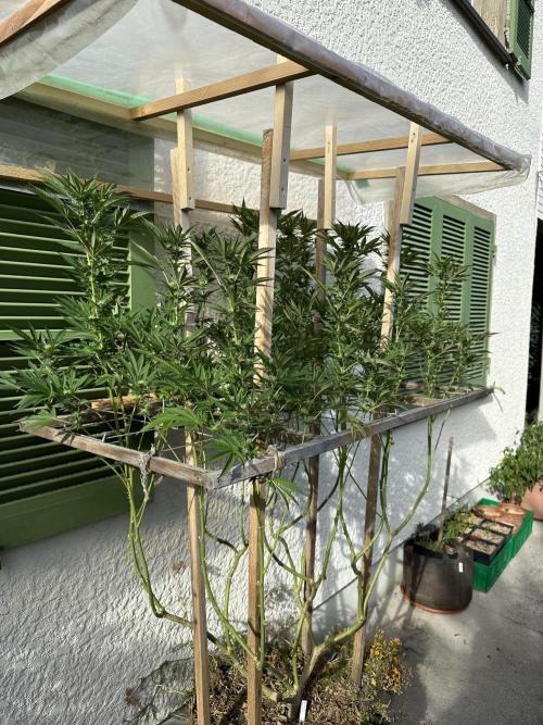 Humble Garden 25. Week 24 - 20.9.25 VCP