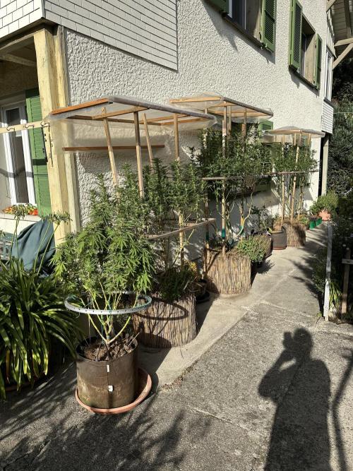 Humble Garden 25. Week 24 - 20.9.25