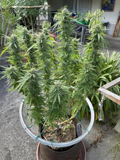 Humble Garden 25. Week 24 - 20.9.25 PC