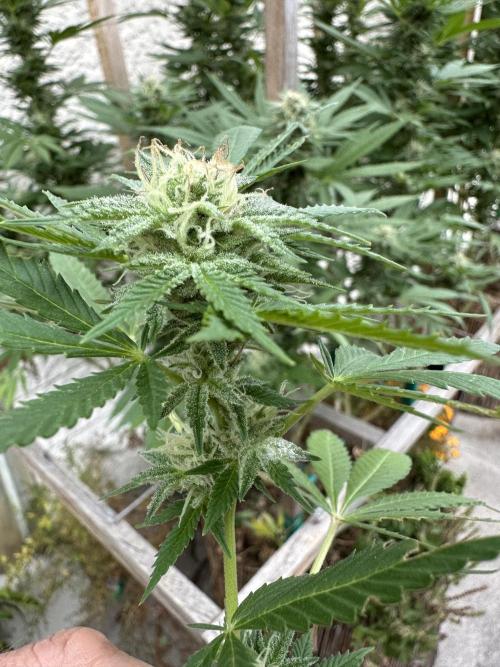 Humble Garden 25. Week 28 - 8.10. mildew BG41