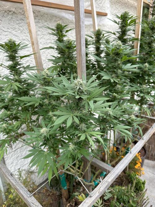 Humble Garden 25. Week 28 - 8.10. mildew BG41
