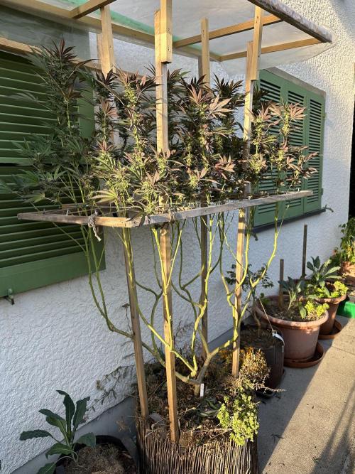 Humble Garden 25. Week 28 - 8.10. VCP