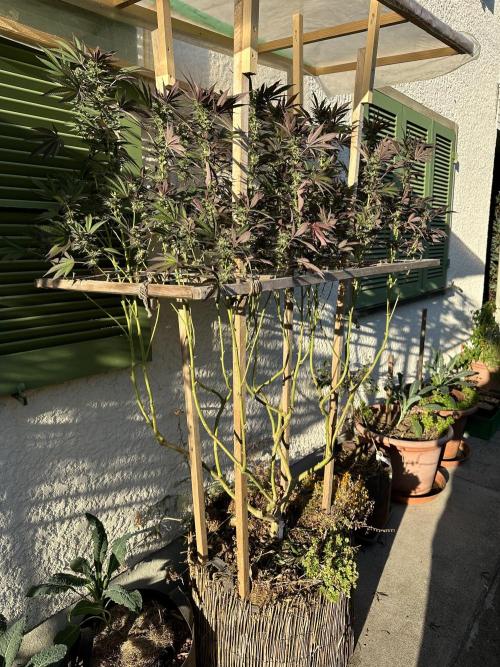 Humble Garden 25. Week 28 - 8.10. VCP