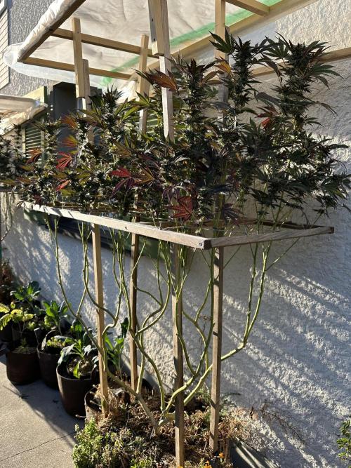Humble Garden 25. Week 28 - 8.10. VCP