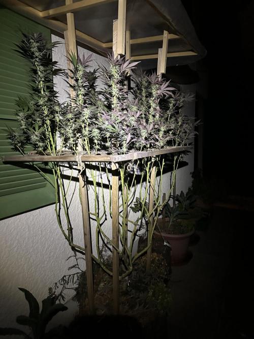 Humble Garden 25. Week 28 - 8.10. VCP