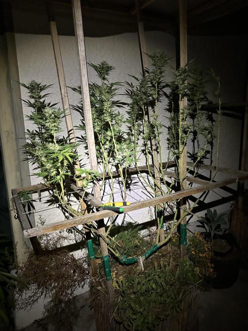 Humble Garden 25. Week 28 - 8.10. BG41