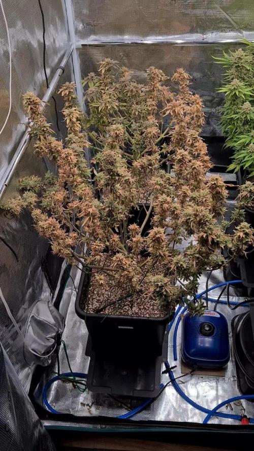 Gorilla Kush Fast Version | Ganja Farmer Seeds | AutoPot | Timelapse