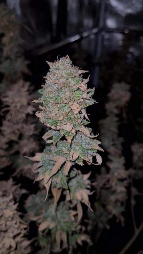 Gorilla Kush Fast Version | Ganja Farmer Seeds | AutoPot | Timelapse