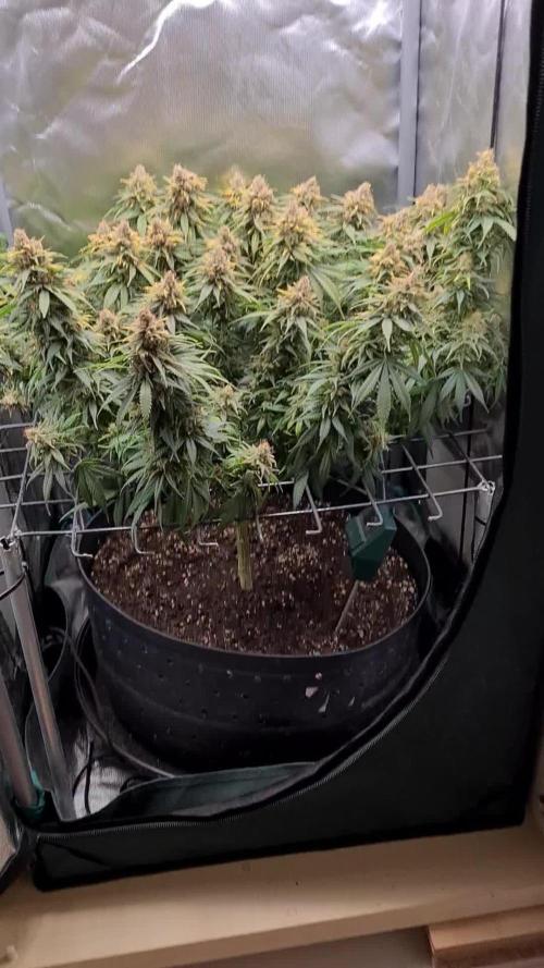 Deep Candy CBD | Green House Seed Co.