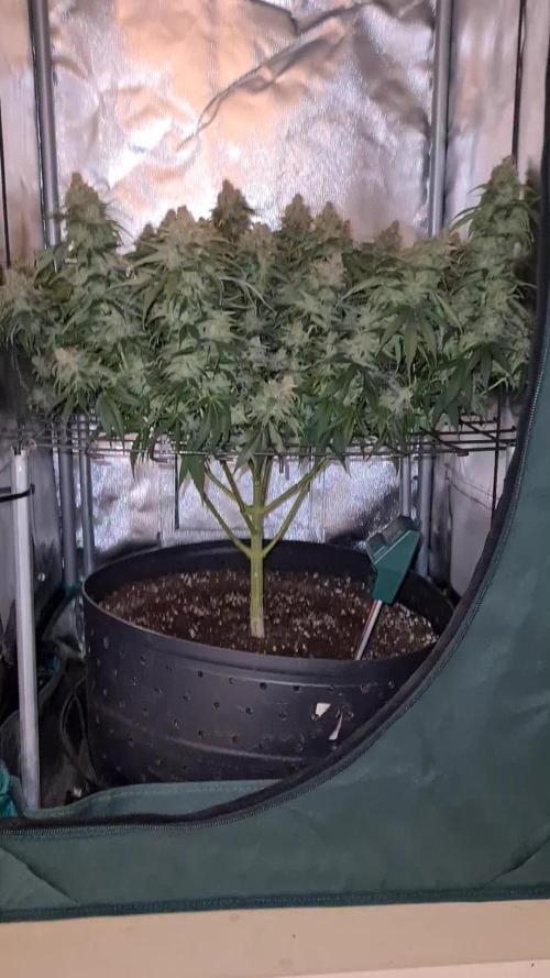 Deep Candy CBD | Green House Seed Co.