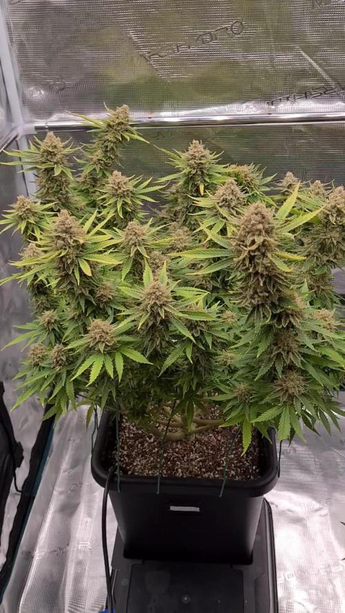 Chemdog (Feminised) | Green House Seed Co. | AutoPot | Timelapse