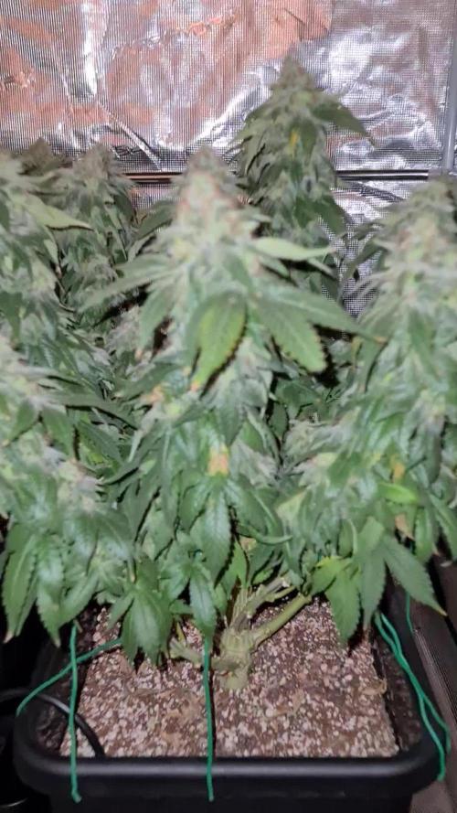 Chemdog (Feminised) | Green House Seed Co. | AutoPot | Timelapse