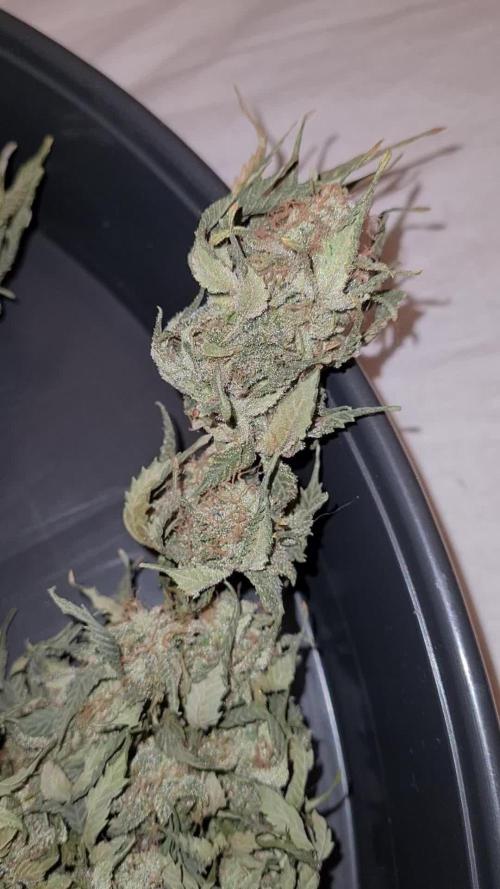 Chemdog (Feminised) | Green House Seed Co. | AutoPot | Timelapse