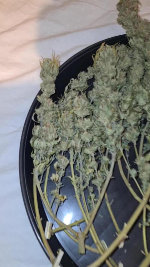 Chemdog (Feminised) | Green House Seed Co. | AutoPot | Timelapse