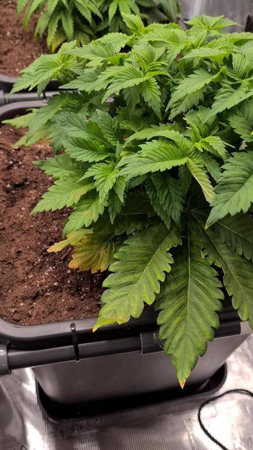 White Widow | Green House Seed Co.