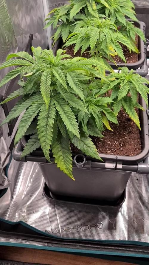 Damn Sour | Green House Seed Co.