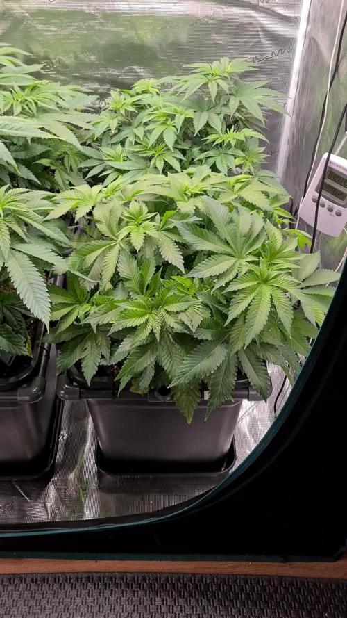 White Widow | Green House Seed Co.