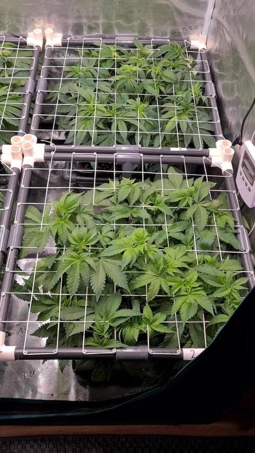 White Widow | Green House Seed Co.