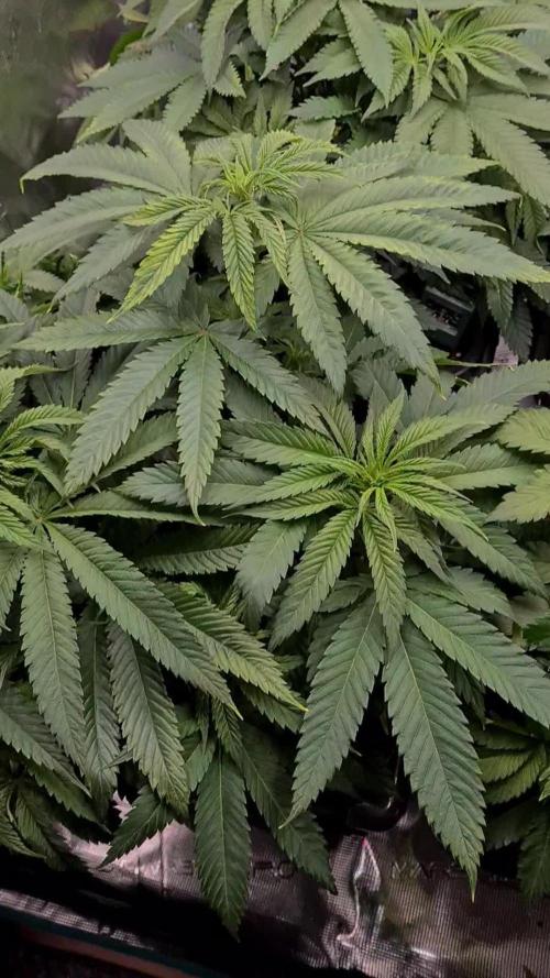 Damn Sour | Green House Seed Co.