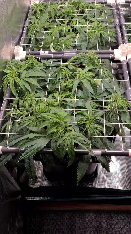 Damn Sour | Green House Seed Co.