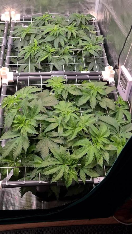 White Widow | Green House Seed Co.