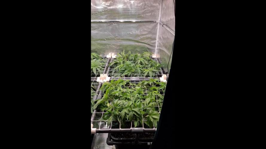 White Widow | Green House Seed Co.