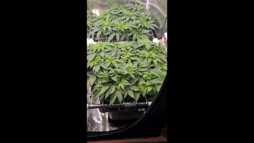 White Widow | Green House Seed Co.