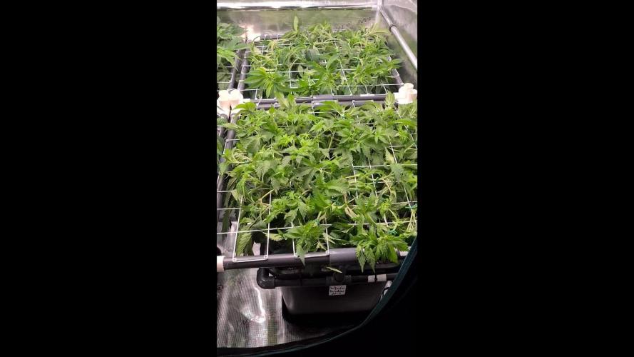 White Widow | Green House Seed Co.