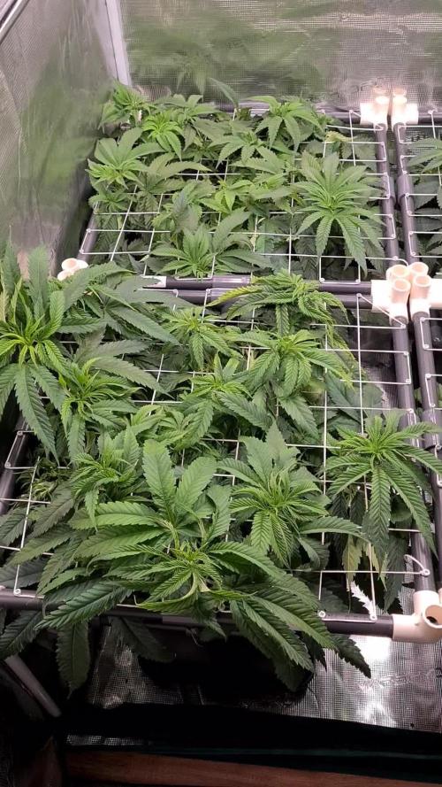 Damn Sour | Green House Seed Co.