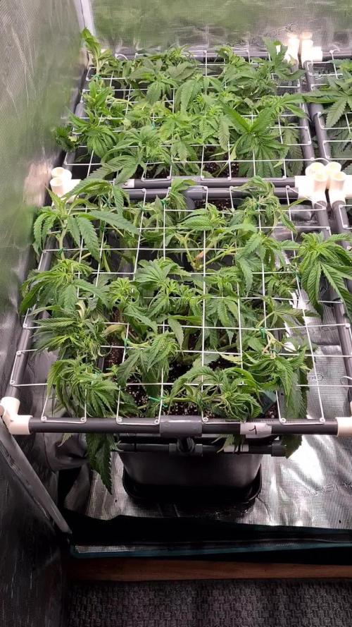 Damn Sour | Green House Seed Co.