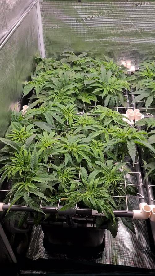 Damn Sour | Green House Seed Co.