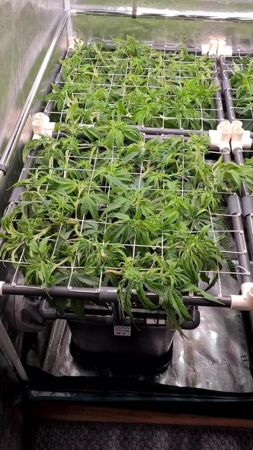 Damn Sour | Green House Seed Co.