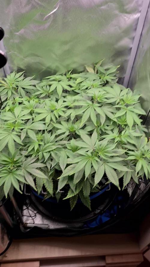 Runtz | Zamnesia Seeds | Eternity Grow Cup 2025