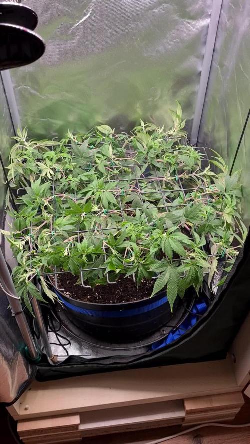 Runtz | Zamnesia Seeds | Eternity Grow Cup 2025