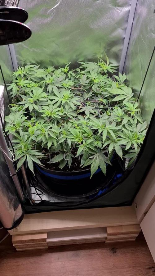 Runtz | Zamnesia Seeds | Eternity Grow Cup 2025