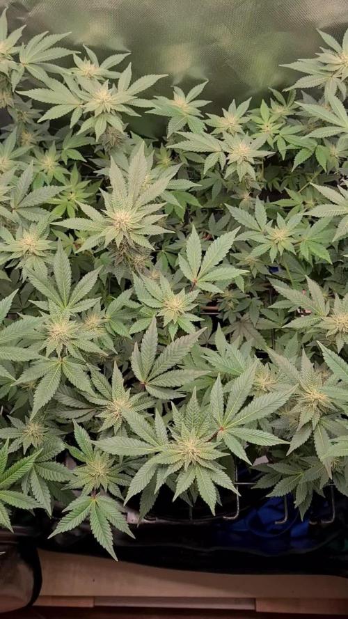 Runtz | Zamnesia Seeds | Eternity Grow Cup 2025