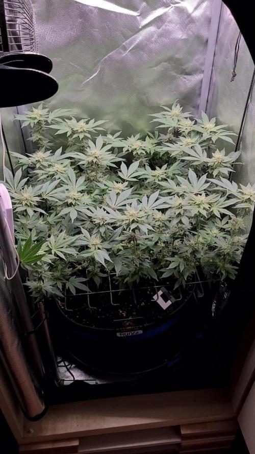 Runtz | Zamnesia Seeds | Eternity Grow Cup 2025