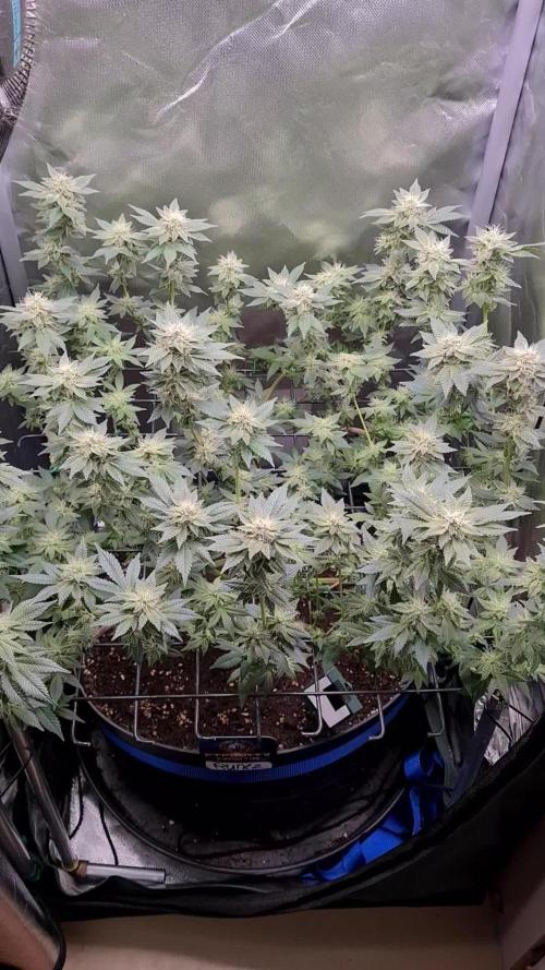 Runtz | Zamnesia Seeds | Eternity Grow Cup 2025