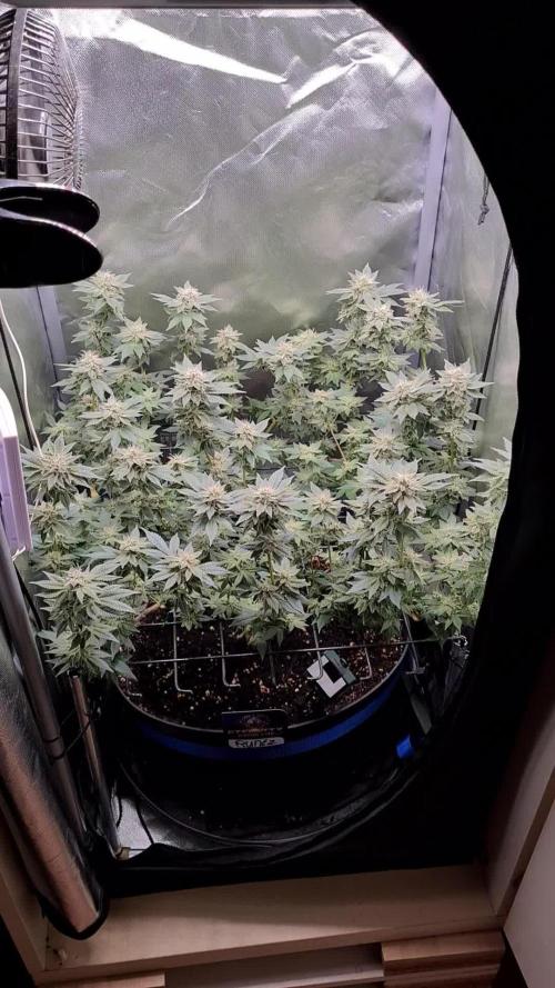 Runtz | Zamnesia Seeds | Eternity Grow Cup 2025