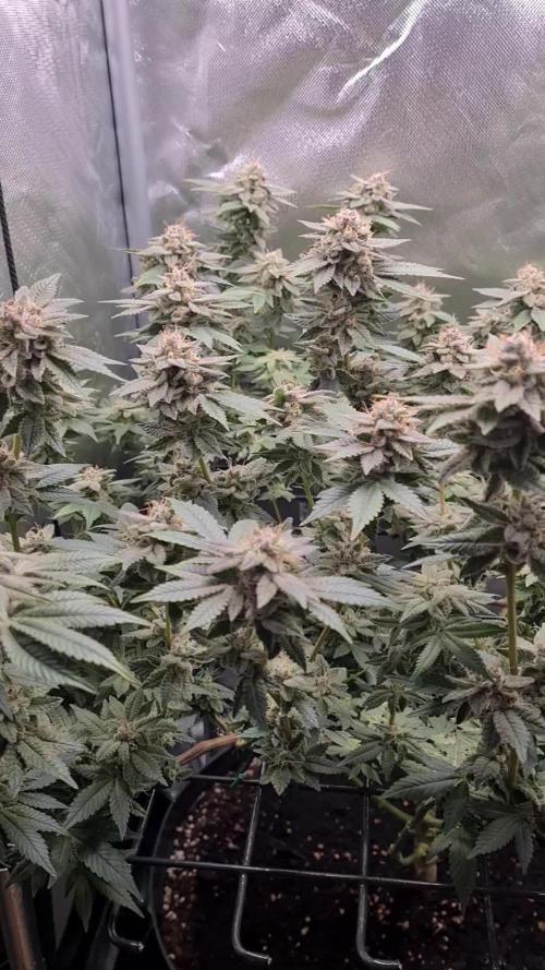 Runtz | Zamnesia Seeds | Eternity Grow Cup 2025