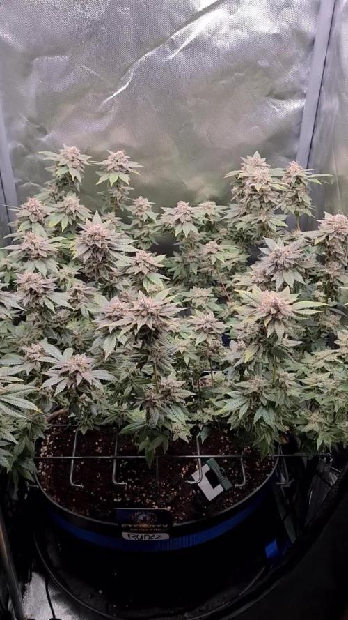 Runtz | Zamnesia Seeds