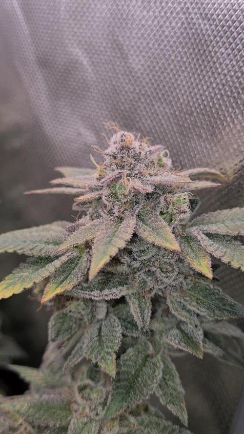 Runtz | Zamnesia Seeds