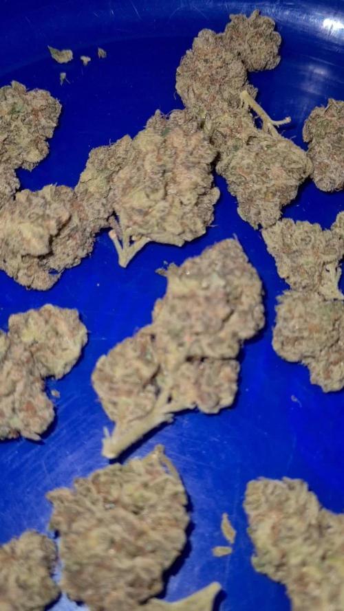 Runtz | Zamnesia Seeds