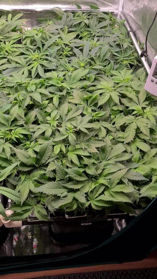 White Widow | Green House Seed Co.