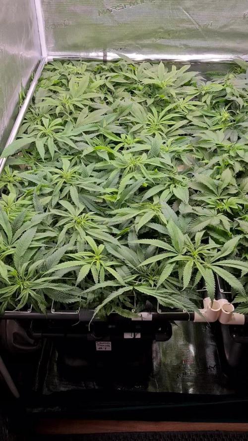 Damn Sour | Green House Seed Co.