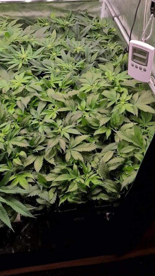 White Widow | Green House Seed Co.