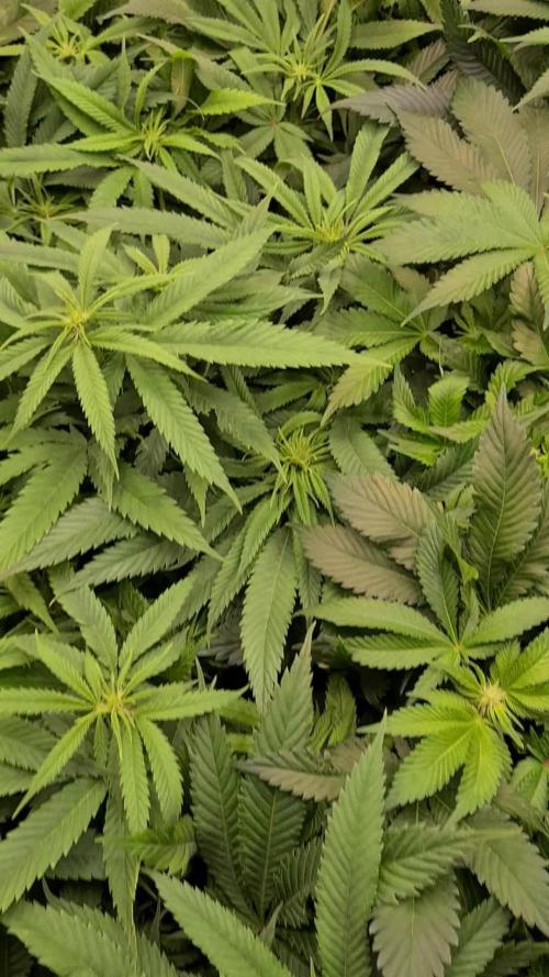 Damn Sour | Green House Seed Co.